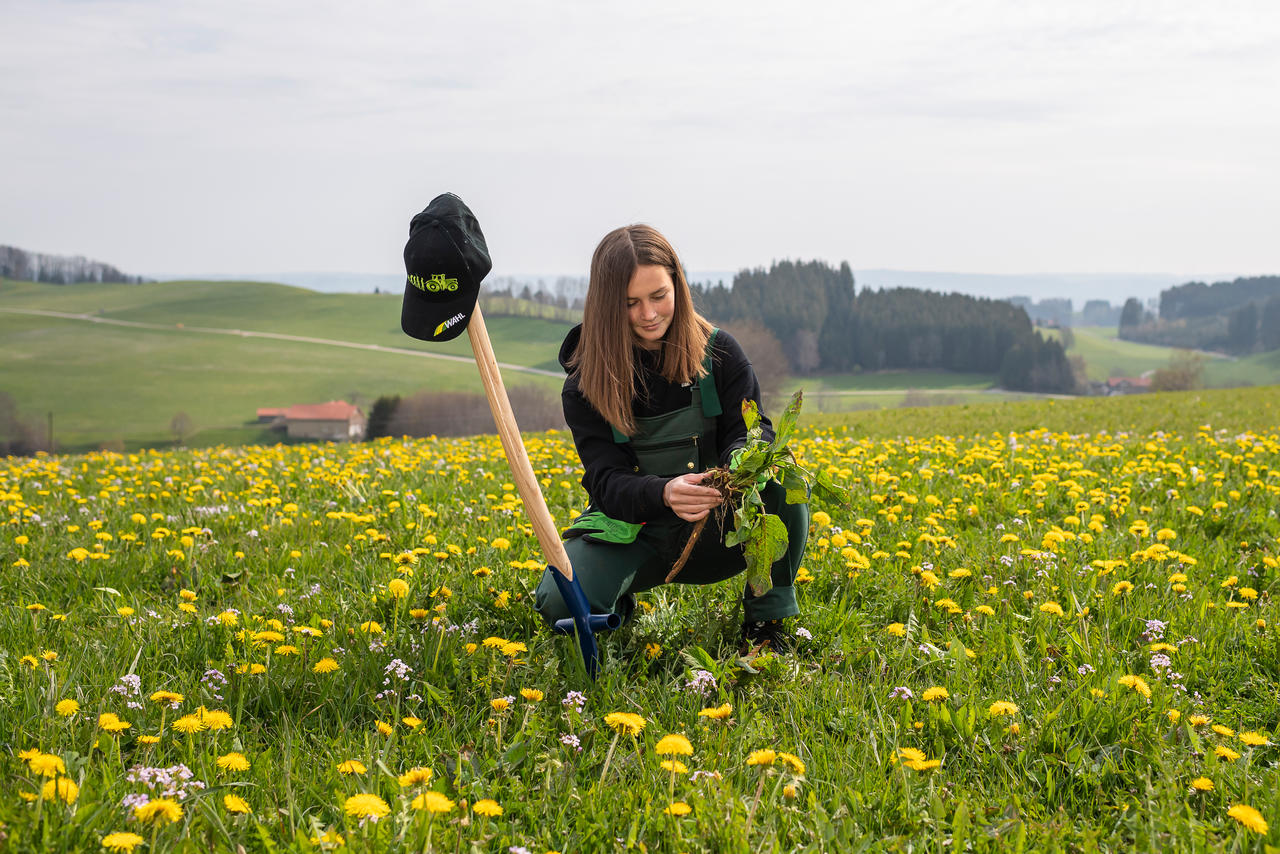 Freund Victoria Ampferstecher - Mod. WAHL