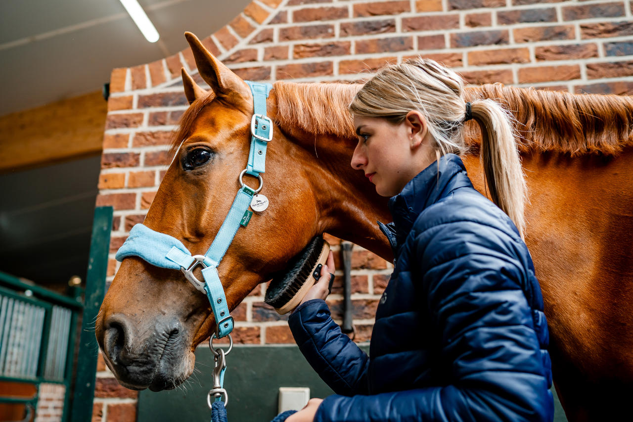 Horseware Signature Grooming Headcollar