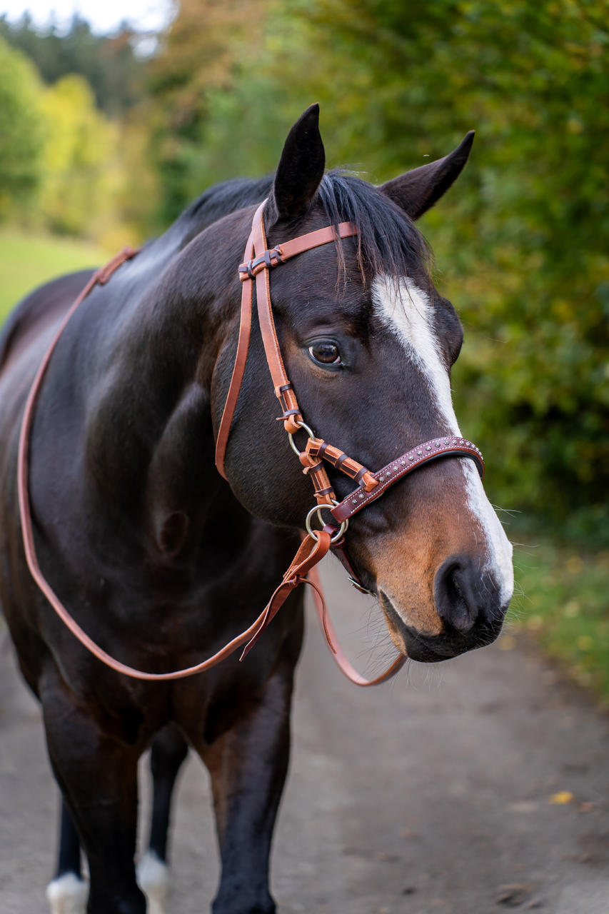 Adjustable Roping Reins