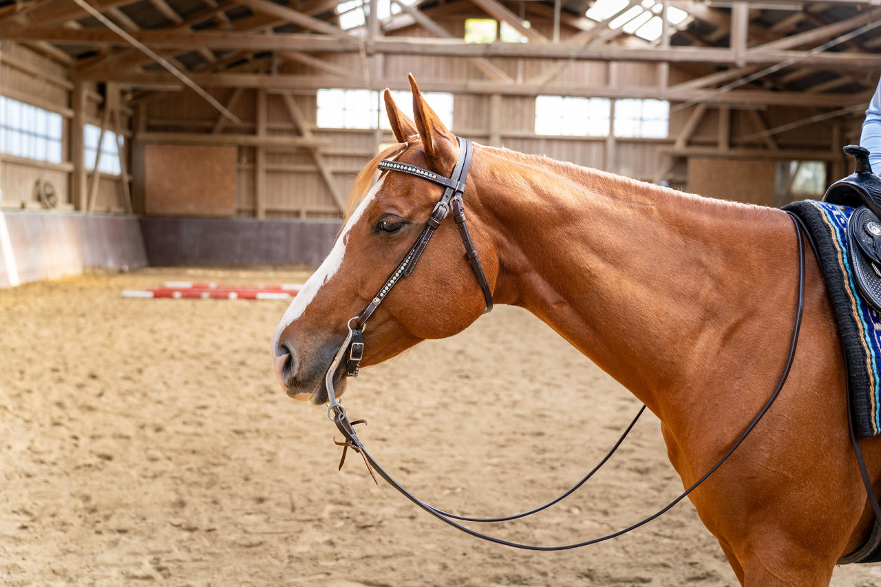 Harness Reins 1/2 x 7'