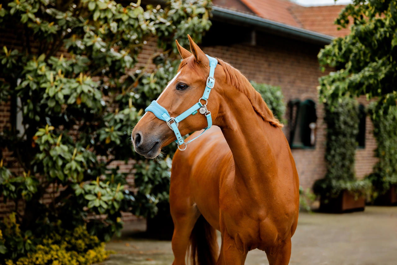 Horseware Signature Grooming Headcollar