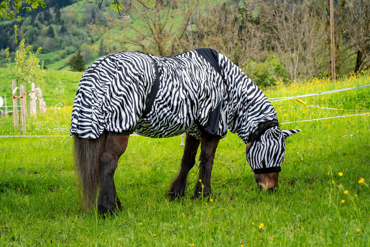 Waldhausen Ekzemerdecke Zebra